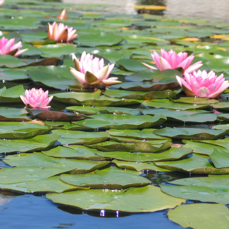 Gartengestaltung Friedl Steinwerke Mustergarten
